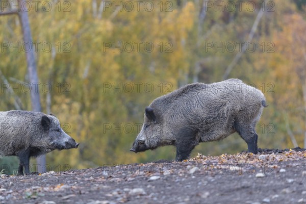 Two wild boar or wild pig (Sus scrofa), walking over an opening in early morning light, searching