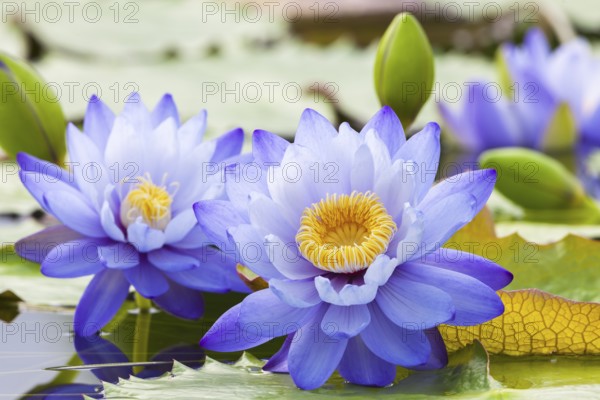 Purple water lilies with yellow centre in calm water on green leaves, giant water lilies (Nymphaea