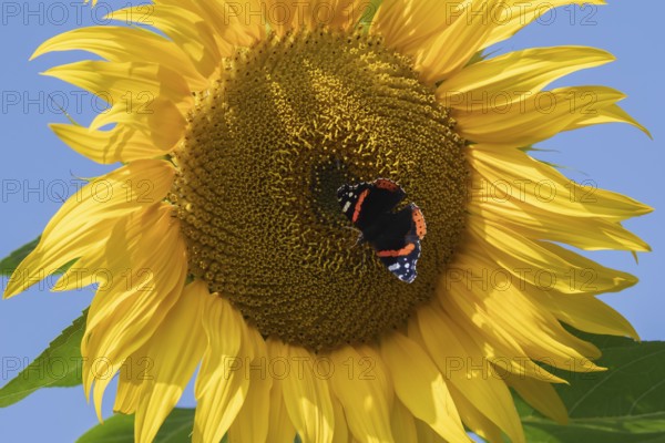 Red admiral butterfly (Vanessa atalanta) adult insect feeding on garden Sunflower (Helianthus