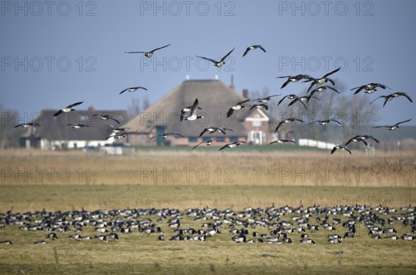 White-fronted Geese, Barnacle Geese, (Branta leucopsis) flying near Westerhever,