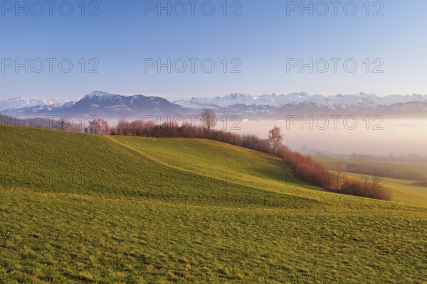 Field landscape with hedges in the background above the sea of fog the Rigi and the snow-covered