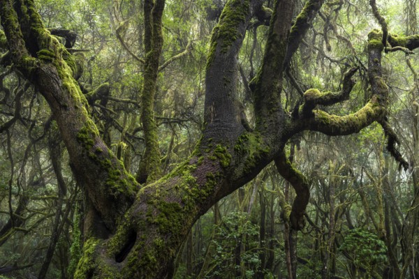 Trees with moss and lichen in the laurel forest of Garajonay National Park. Parque Nacional de