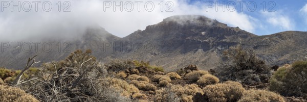 Faded Teide gorse and the summit of Montaña Guajara, also: Alto de Guajara, 2715m, crater walls,