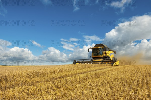 Combine harvester harvesting barley, endless cornfield, blue sky with cumulus clouds, Saalekreis,