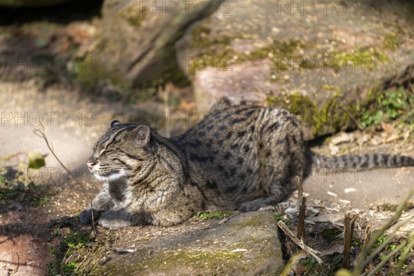 Fishing cat (Prionailurus viverrinus) at the shore of a lake on a sunny day, captive, Germany,