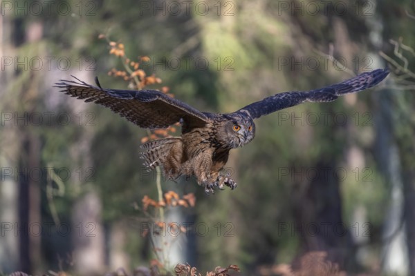 One Eurasian Eagle Owl, Bubo bubo, flying thru a forest with ferns on the ground