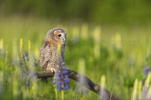 One young Ural owl (Strix uralensis) sitting on a branch lying in a field of flowering lupines in