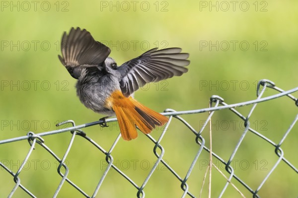 A male black redstart (Phoenicurus ochruros) sitting on a wire mesh fence with its wings