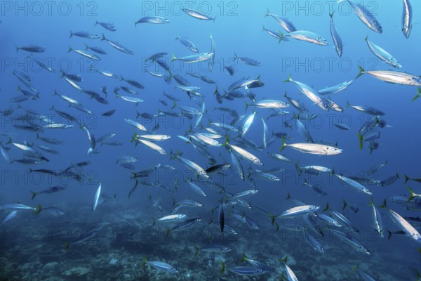 Shoal of Decapterus mackerel (Decapterus tabl) swimming in the open sea over coral reef, Great