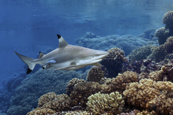 Blacktip reef shark (Carcharhinus melanopterus) from the front, swimming in the south pass over