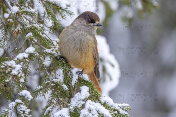 Siberian jay (Perisoreus infaustus, Corvus infaustus) perched in spruce tree in snow covered taiga
