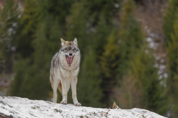 A young grey wolf (Canis lupus lupus) stands on a sloping, snow-covered meadow on a cold, cloudy