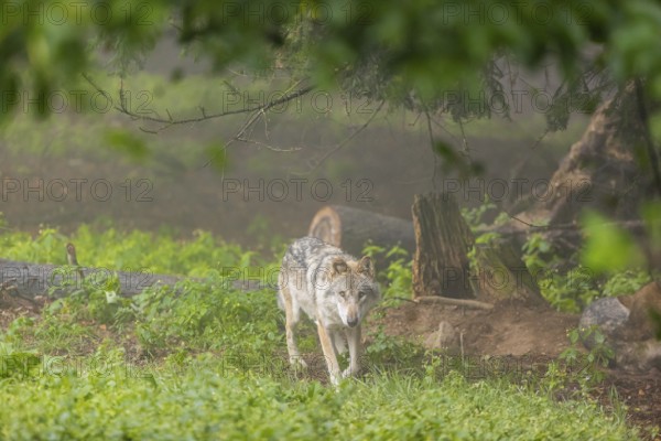 One adult male eurasian gray wolf (Canis lupus lupus) walking through the green undergrowth at a