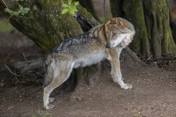 One adult male eurasian gray wolf (Canis lupus lupus) standing in front of an old split tree at a