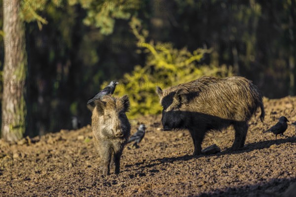 Two wild boar or wild pig (Sus scrofa) standing in a clearing. First sweet morning light. A western