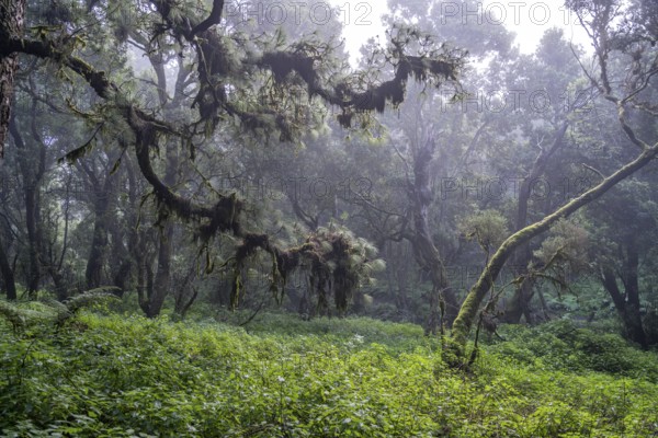 Laurel forest near La Llanía on El Hierro, Canary Islands, Spain, Europe