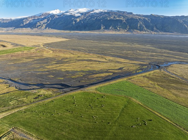 Grazing sheep, aerial view over meadows to glacier Eyjafjallajökull, Fljotsdalur valley, Iceland,