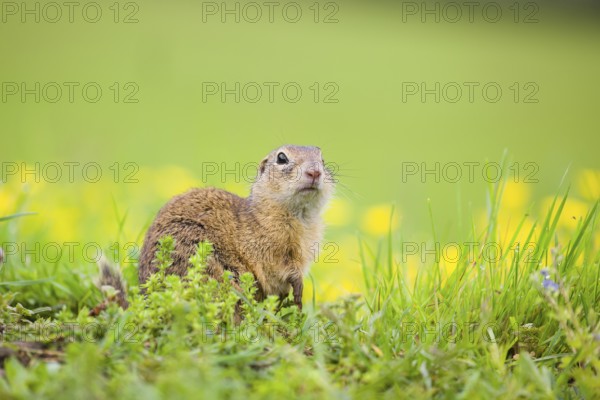An adult European ground squirrel (Spermophilus citellus) or European souslik sits in green gras