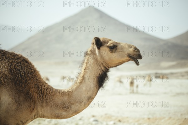 Dromedary of a camel herd (Camelus dromedarius) on the way back from the beach near Al Mhugsayl,