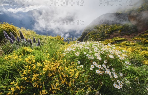 Madeira landscape with daisy and Pride of madeira flowers and blooming Cytisus shrubs and mountains