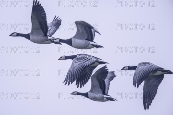 White-fronted Geese, Barnacle Geese (Branta leucopsis), flying, East Frisia, Lower Saxony, Germany,