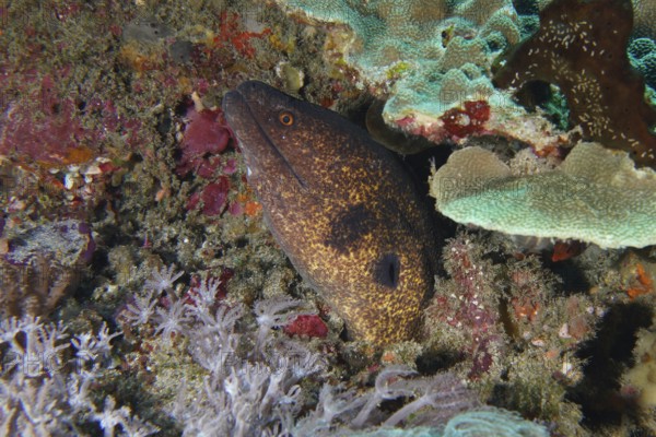 A sooty moray eel (Gymnothorax flavimarginatus) hides well camouflaged among the corals, dive site