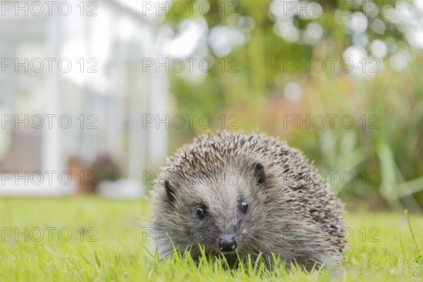 European hedgehog (Erinaceus europaeus) adult animal on an urban garden grass lawn with a