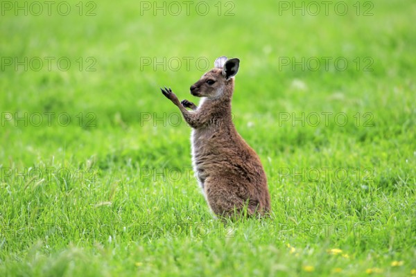 Kangaroo Island grey kangaroo (Macropus fuliginosus fuliginosus), young animal, Kangaroo Island,