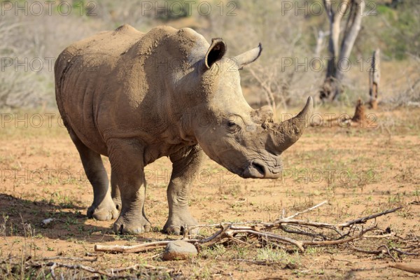 White rhino, white rhino (Ceratotherium simum), adult foraging, Hluhluwe Umfolozi National Park,