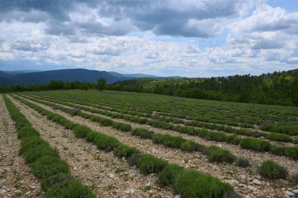 Lavender field (Lavendula), planted in rows, in summer, Sault, Department Vaucluse, Provence,