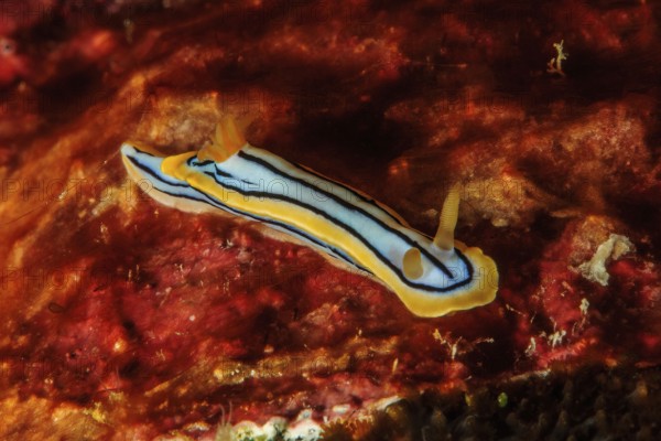 Tropical thread nudibranch (Chromodoris elisabethina) Thread nudibranch, Pacific Ocean, Yap Island,