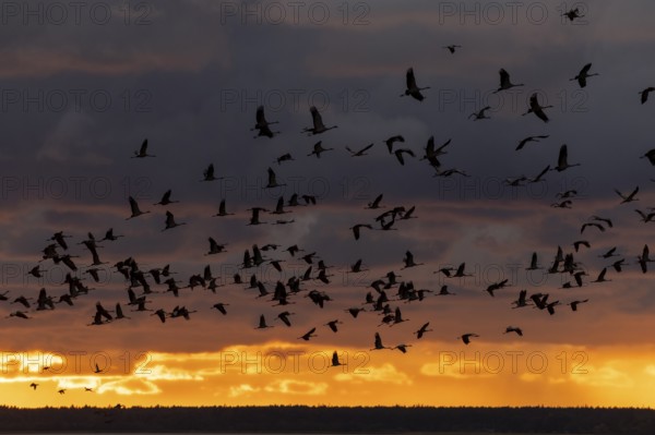 Silhouettes of cranes in the evening sky flying in large numbers in front of a glowing sunset,