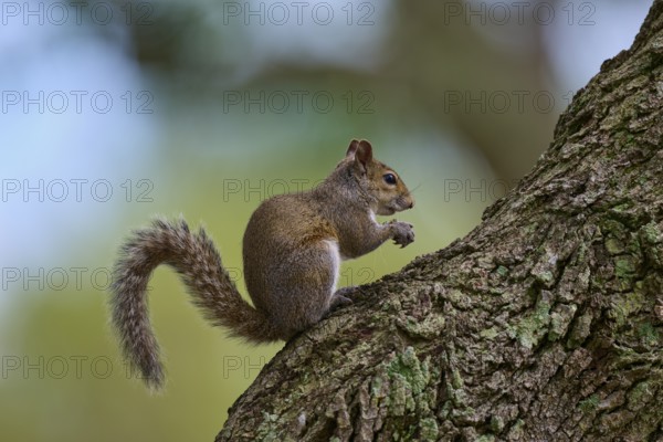 American grey squirrel (Sciurus carolinensis), sitting on a tree, in a green environment, Pembroke