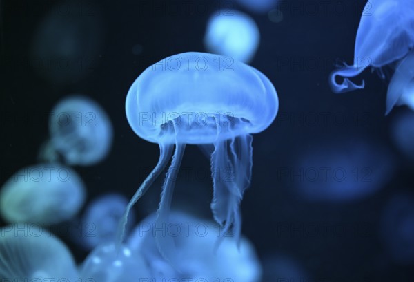 Moon jellyfish (Aurelia aurita) in a tank of the Bang Saen Aquarium, Chonburi Province, Thailand,