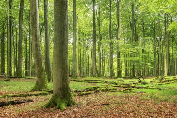 Near-natural old beech forest (Fagus sp.), deadwood lying on the ground, Stubnitz forest area,