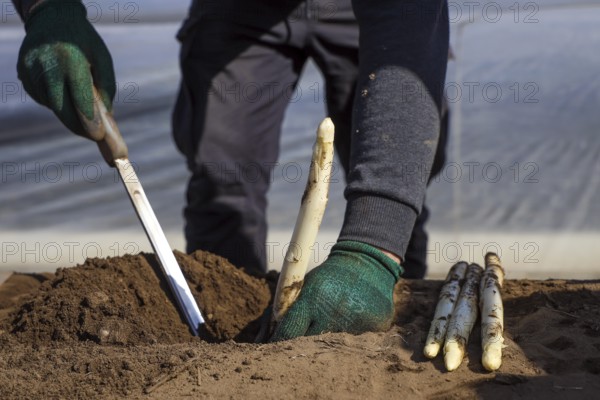 Wesel, North Rhine-Westphalia, Germany, Harvest workers from Eastern Europe harvest the first