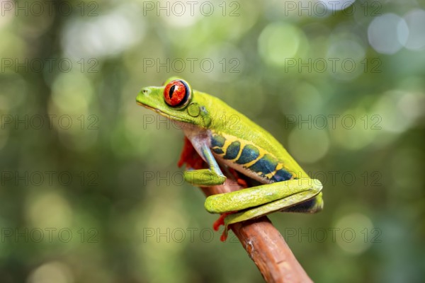 Red-eyed tree frog (Agalychnis callidryas), sitting on a branch, Heredia province, Costa Rica,