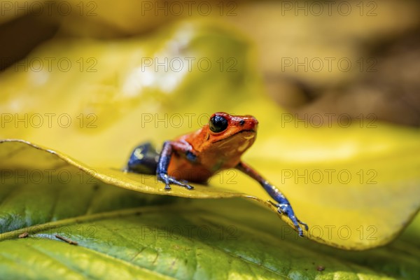 Strawberry frog (Oophaga pumilio) sitting on a yellow leaf, Heredia province, Costa Rica, Central