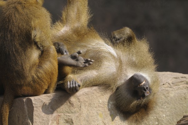 A baboon lying relaxed on a rock with its feet up Guinea baboon (Papio papio), captive, Germany,