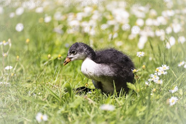 Eurasian Coot chicks (Fulica atra) standing in meadow surrounded by daisies, close-up, profile