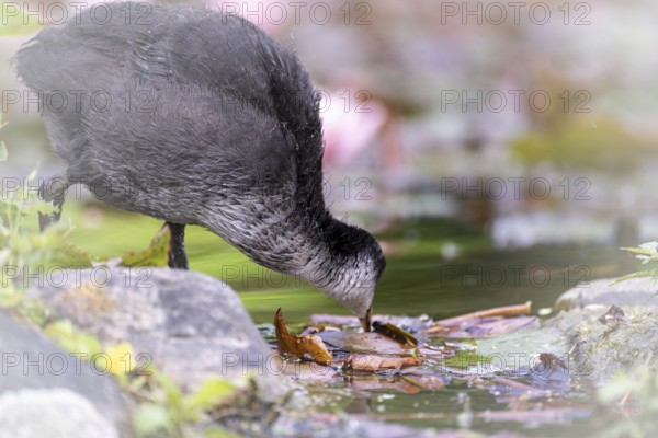 Eurasian Coot chicks (Fulica atra) standing in the water at the edge of the bank, drinking, profile