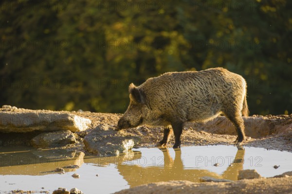 A wild boar or wild pig (Sus scrofa), drinks water from a small pool, In the background you can see