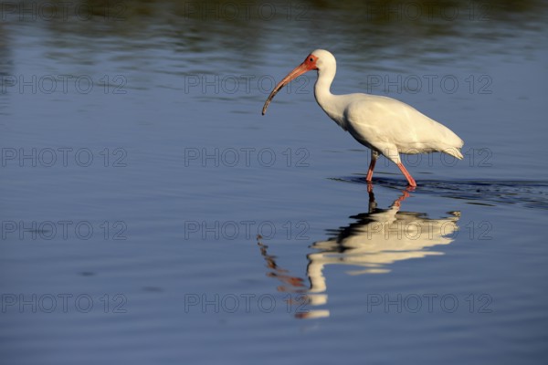 Snowy Ibis, (Eudocimus albus), adult, in the water, foraging, Merritt Island, Black Point Wildlife