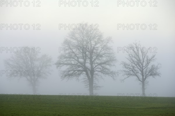 English oaks (Quercus robur, Quercus petraea), in the fog, Lindenberg, Schlatt, Canton Lucerne,