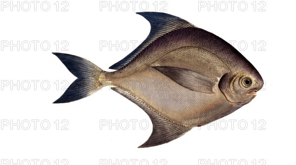 Fish, Fish, Genus of ray-finned fish from the butterfish family, Stromateus argenteus, Historical,