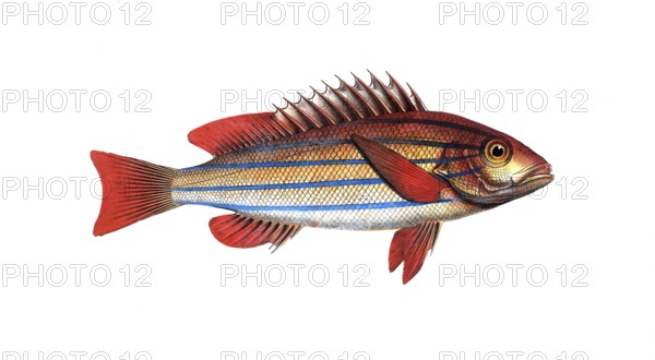 Fish, fishes, genus of hussar fishes, Holocentrus quinquelinearis, the five-striped Sogo, the