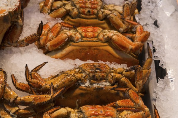 Close-up of crabs lying on ice, with detailed textures and colours, fish market, Trouville-sur-Mer,