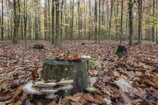 Humpbacked tramet (Trametes gibbosa) in autumnal beech forest (Fagus sylvatica), Emsland, Lower