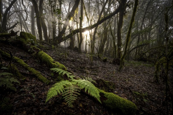 Cloud forest, laurel forest, Garajonay National Park, UNESCO World Heritage Site, La Gomera, Canary
