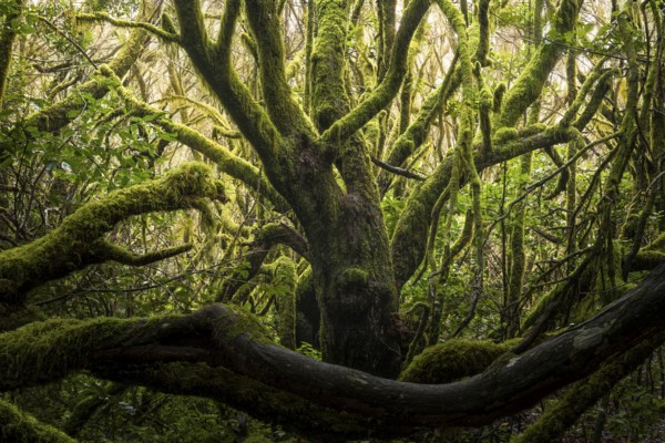 Laurel trees with mosses and lichens in the cloud forest near Laguna Grande. Garajonay National
